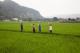 新竹關西青年壯遊點--走進一片綠油油的上南片稻田，享受田園風光