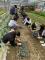 臺南市南光中學參訪國立嘉義大學農推中心並進行穴盤移植實作