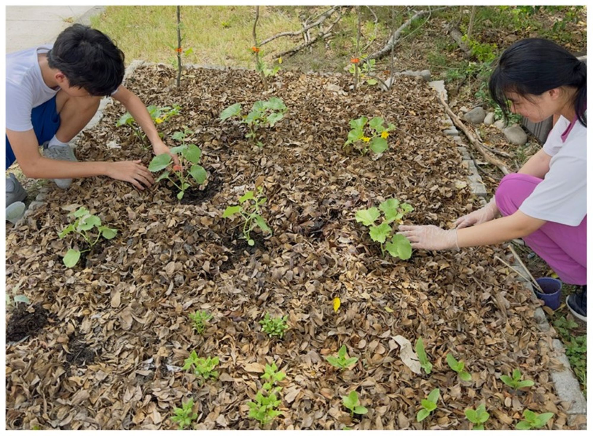 學生堆肥種植成果_0_大圖